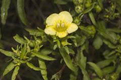 Smooth Yellow False Foxglove, Aureolaria flava