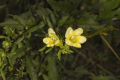 Smooth Yellow False Foxglove, Aureolaria flava