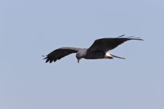 Snail Kite, Rostrhamus sociabilis