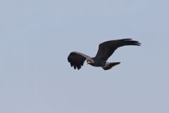 Snail Kite, Rostrhamus sociabilis