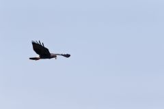 Snail Kite, Rostrhamus sociabilis