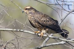 Snail Kite, Rostrhamus sociabilis