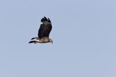 Snail Kite, Rostrhamus sociabilis