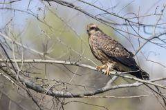 Snail Kite, Rostrhamus sociabilis