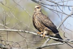 Snail Kite, Rostrhamus sociabilis