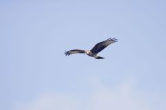 Snail Kite, Rostrhamus sociabilis