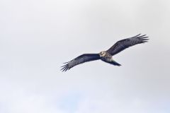 Snail Kite, Rostrhamus sociabilis