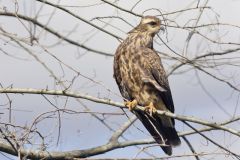 Snail Kite, Rostrhamus sociabilis