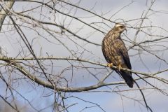 Snail Kite, Rostrhamus sociabilis