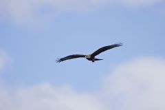 Snail Kite, Rostrhamus sociabilis