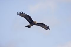 Snail Kite, Rostrhamus sociabilis