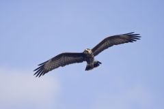 Snail Kite, Rostrhamus sociabilis