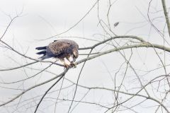 Snail Kite, Rostrhamus sociabilis