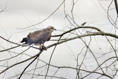 Snail Kite, Rostrhamus sociabilis