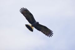 Snail Kite, Rostrhamus sociabilis