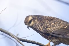 Snail Kite, Rostrhamus sociabilis