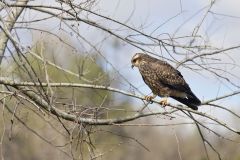 Snail Kite, Rostrhamus sociabilis