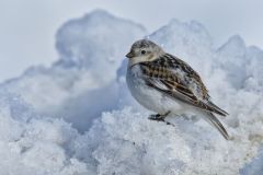 Snow Bunting, Plectrophenax nivalis