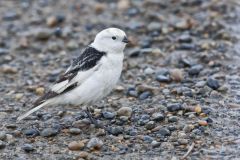 Snow Bunting, Plectrophenax nivalis