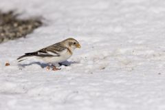 Snow Bunting, Plectrophenax nivalis