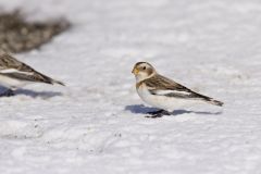 Snow Bunting, Plectrophenax nivalis