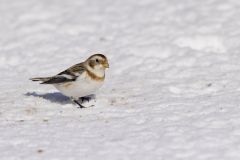 Snow Bunting, Plectrophenax nivalis