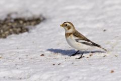 Snow Bunting, Plectrophenax nivalis