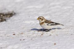 Snow Bunting, Plectrophenax nivalis