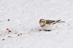 Snow Bunting, Plectrophenax nivalis