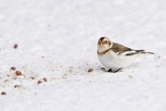 Snow Bunting, Plectrophenax nivalis