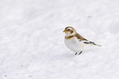 Snow Bunting, Plectrophenax nivalis