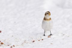 Snow Bunting, Plectrophenax nivalis