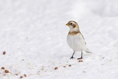 Snow Bunting, Plectrophenax nivalis