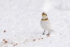 Snow Bunting, Plectrophenax nivalis