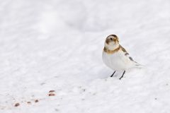 Snow Bunting, Plectrophenax nivalis