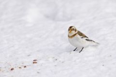 Snow Bunting, Plectrophenax nivalis