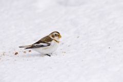 Snow Bunting, Plectrophenax nivalis