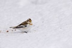 Snow Bunting, Plectrophenax nivalis