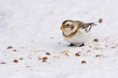 Snow Bunting, Plectrophenax nivalis