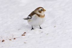 Snow Bunting, Plectrophenax nivalis