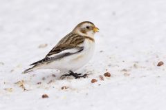 Snow Bunting, Plectrophenax nivalis