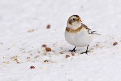 Snow Bunting, Plectrophenax nivalis