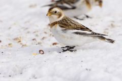 Snow Bunting, Plectrophenax nivalis