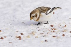 Snow Bunting, Plectrophenax nivalis