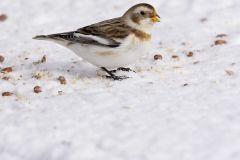 Snow Bunting, Plectrophenax nivalis