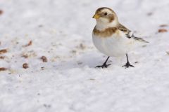 Snow Bunting, Plectrophenax nivalis