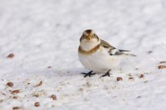 Snow Bunting, Plectrophenax nivalis