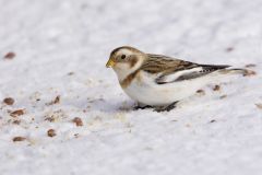 Snow Bunting, Plectrophenax nivalis