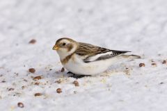 Snow Bunting, Plectrophenax nivalis