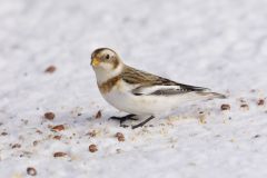 Snow Bunting, Plectrophenax nivalis